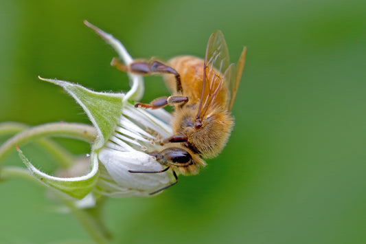 Honey bee on a bud photograph to celebrate World Bee Day.